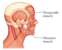 Masseter Muscle