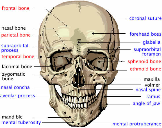 Le Fort Mandibular Zygomatic Orbital Nasal Facial Fractures 